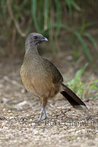 Plain Chachalaca © Russ Chantler